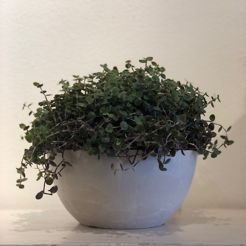 Callisia 'bubbles'