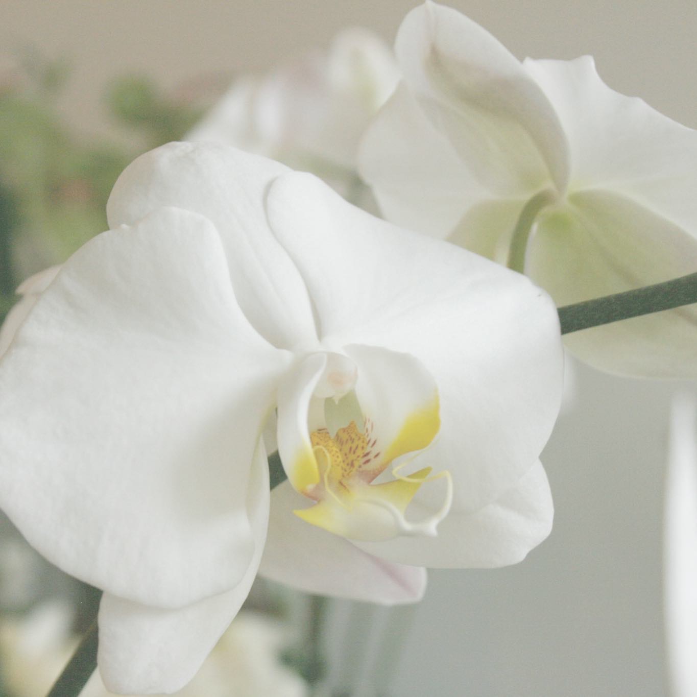 Love our Orchids