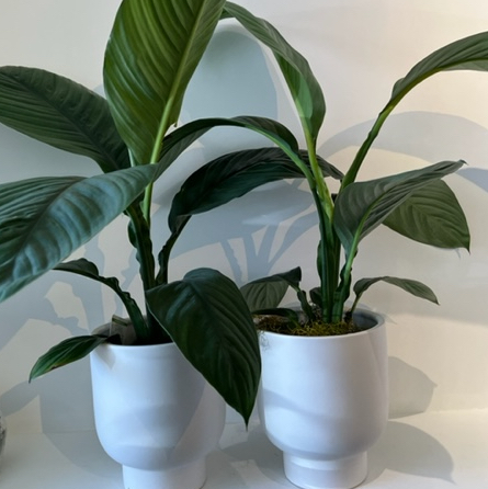 Peace Lily