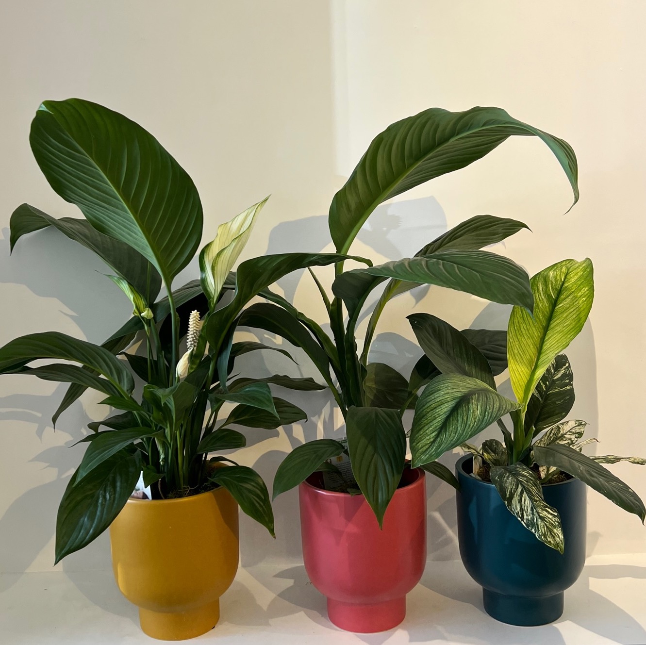 Peace Lily - Image 2