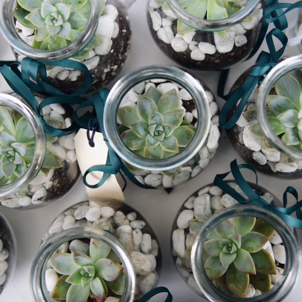 Mini Succulent Jar