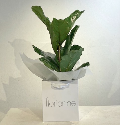 Ficus lyrata - Image 3