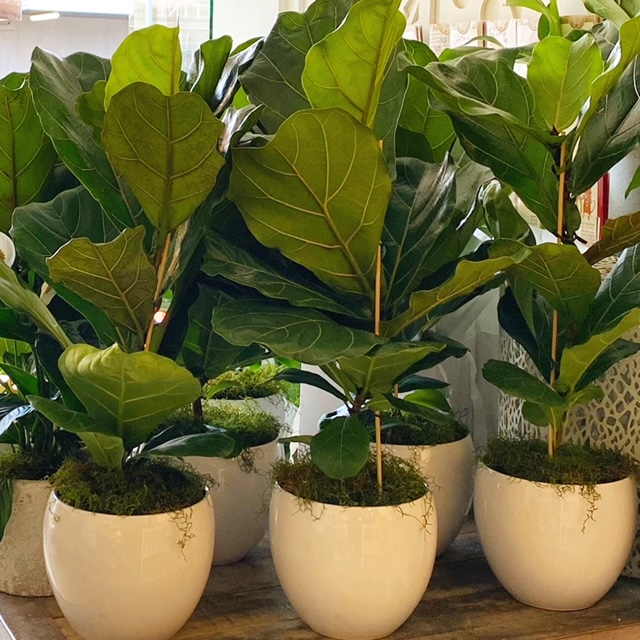 Ficus lyrata