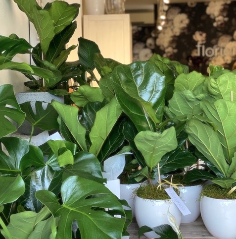 Ficus lyrata - Image 2